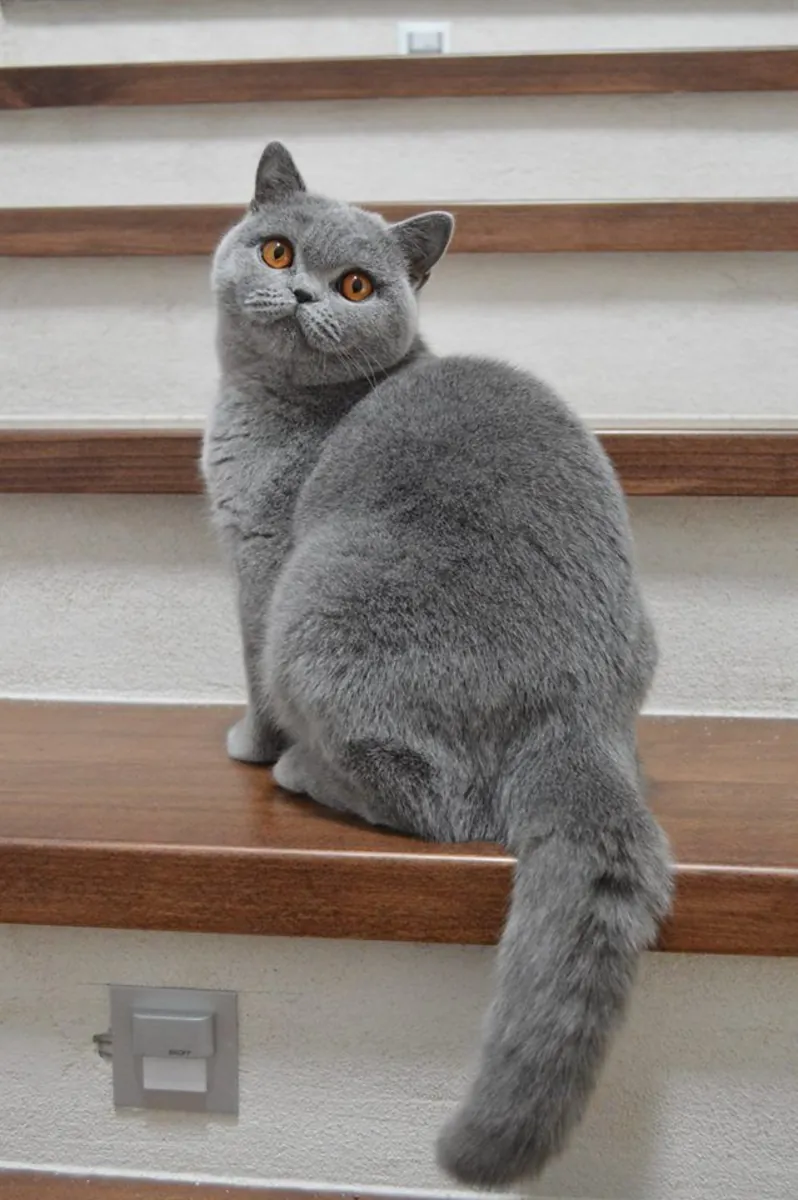 British Shorthair Kitten – Plush Coat, Calm Personality, Home Raised
