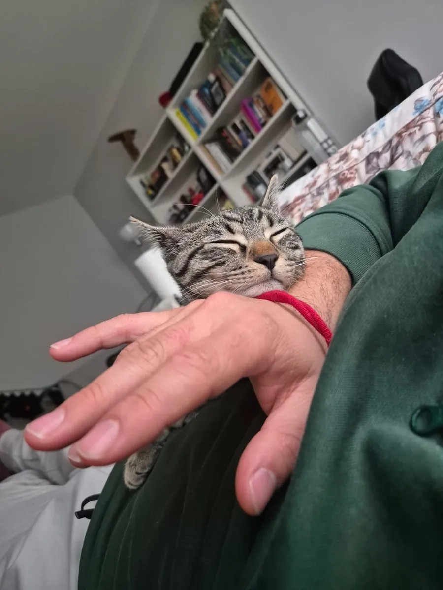 Cute and Gentle Male Tabby Cat