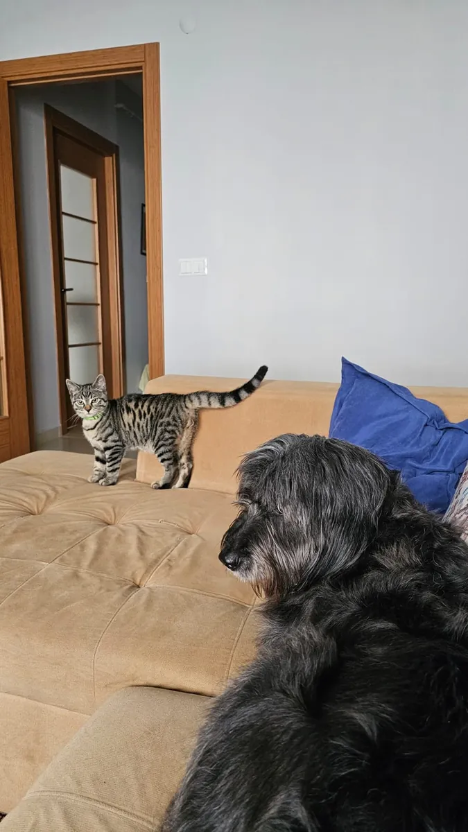 Cute and Gentle Male Tabby Cat