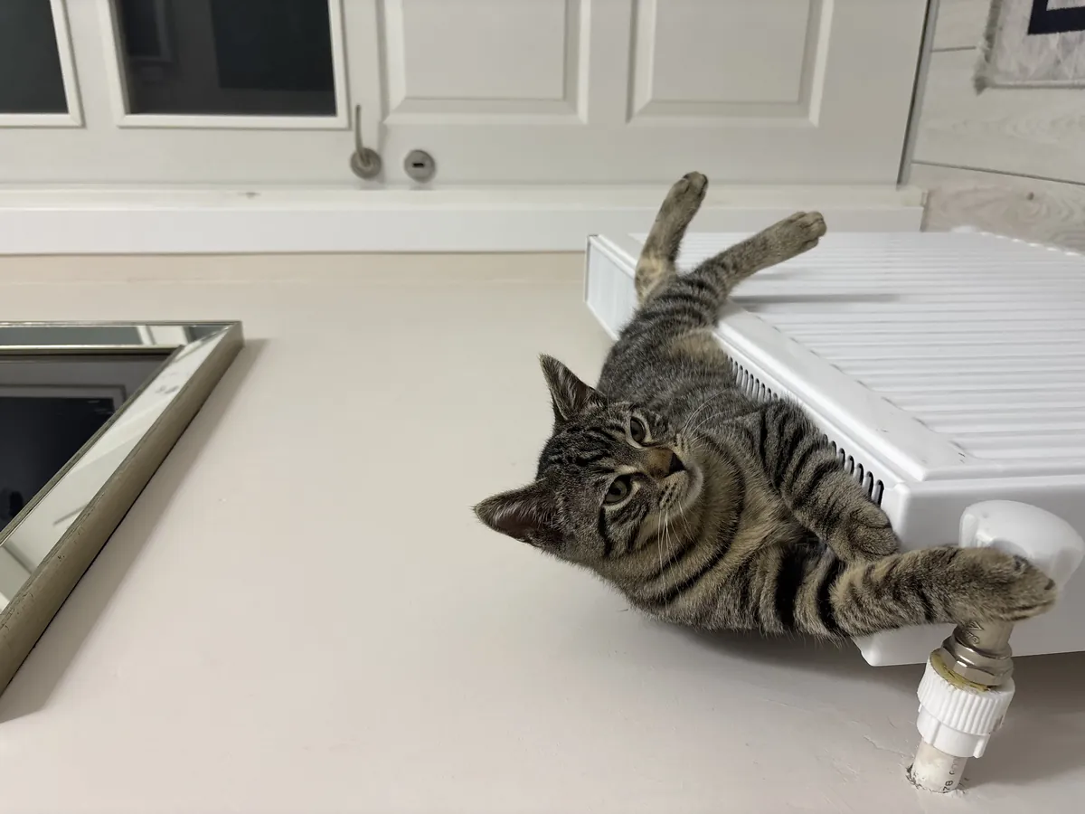 Cute and Gentle Male Tabby Cat