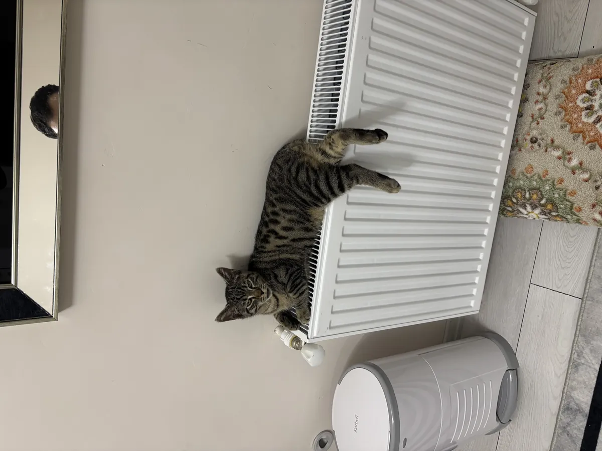 Cute and Gentle Male Tabby Cat