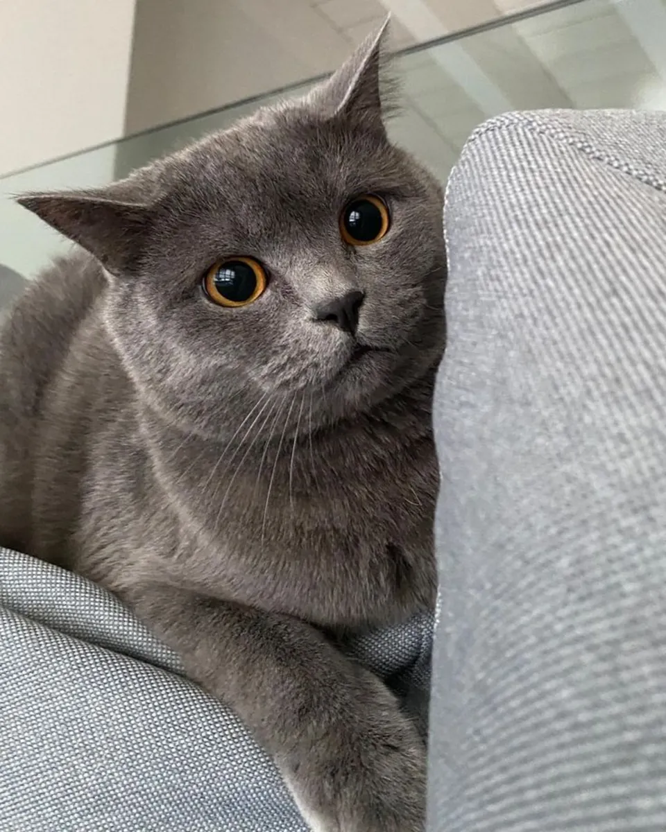 British Shorthair Adoption