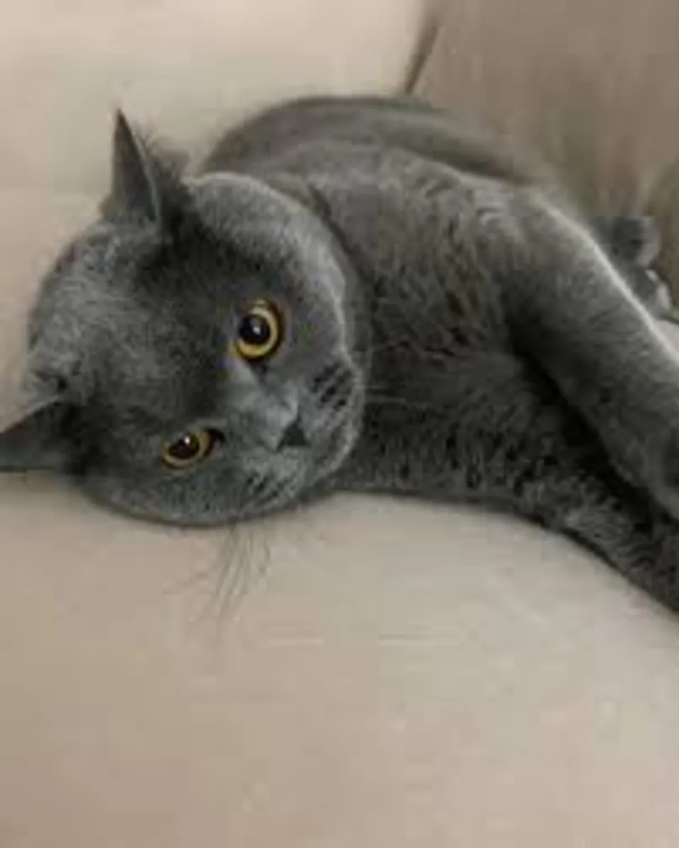 British Shorthair Adoption