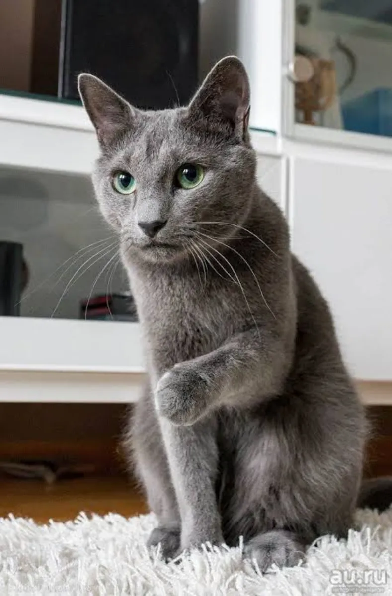 BLUE RUSSIAN CAT