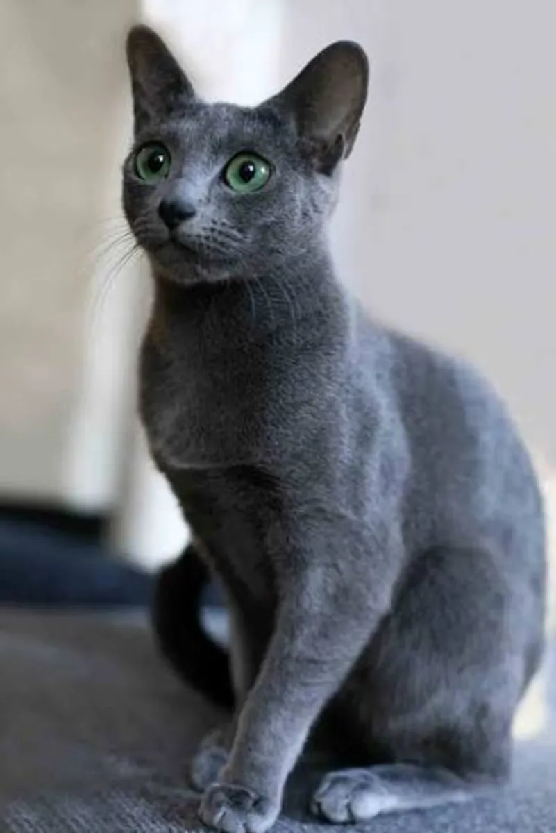 BLUE RUSSIAN CAT