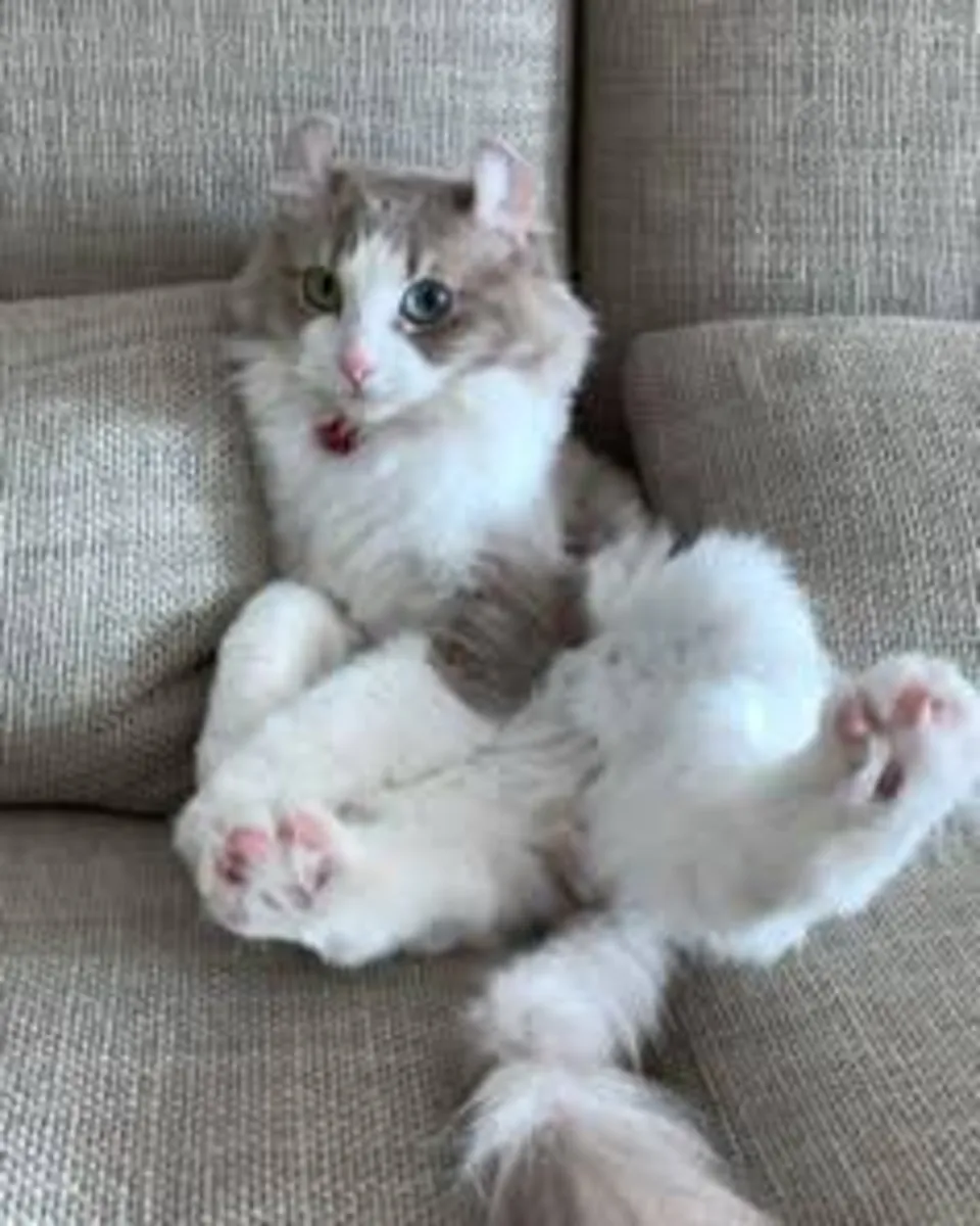 Evimizin neşesi kedimizi sahiplendiriyoruz