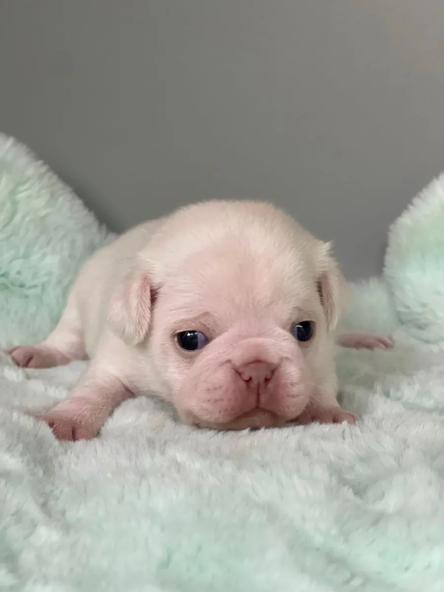 Fransız Bulldog Yavrusu – Sakin Mizaçlı, Aile Dostu