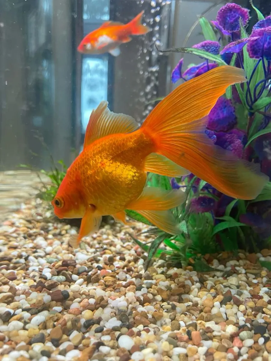 Balık Sahiplenme – Sorumlu Bağış