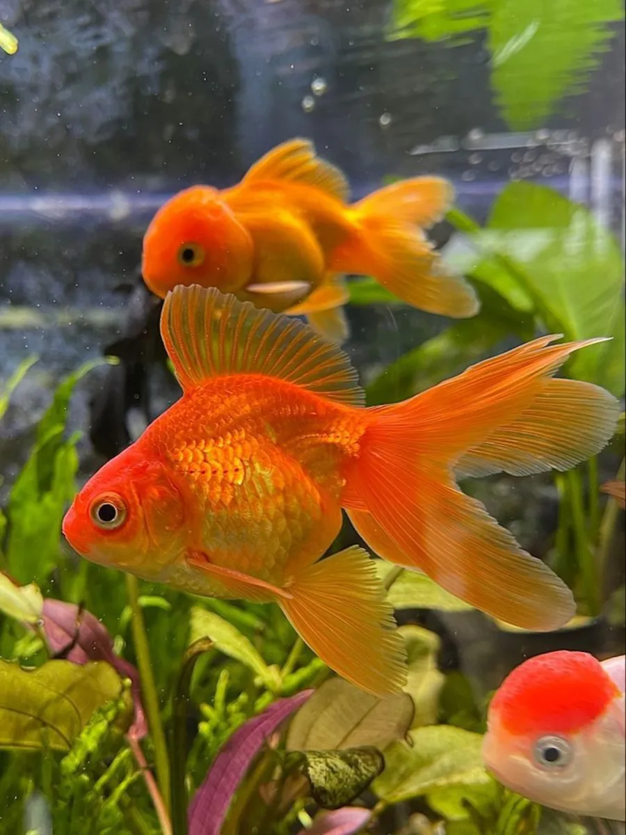 Balık Sahiplenme – Sorumlu Bağış