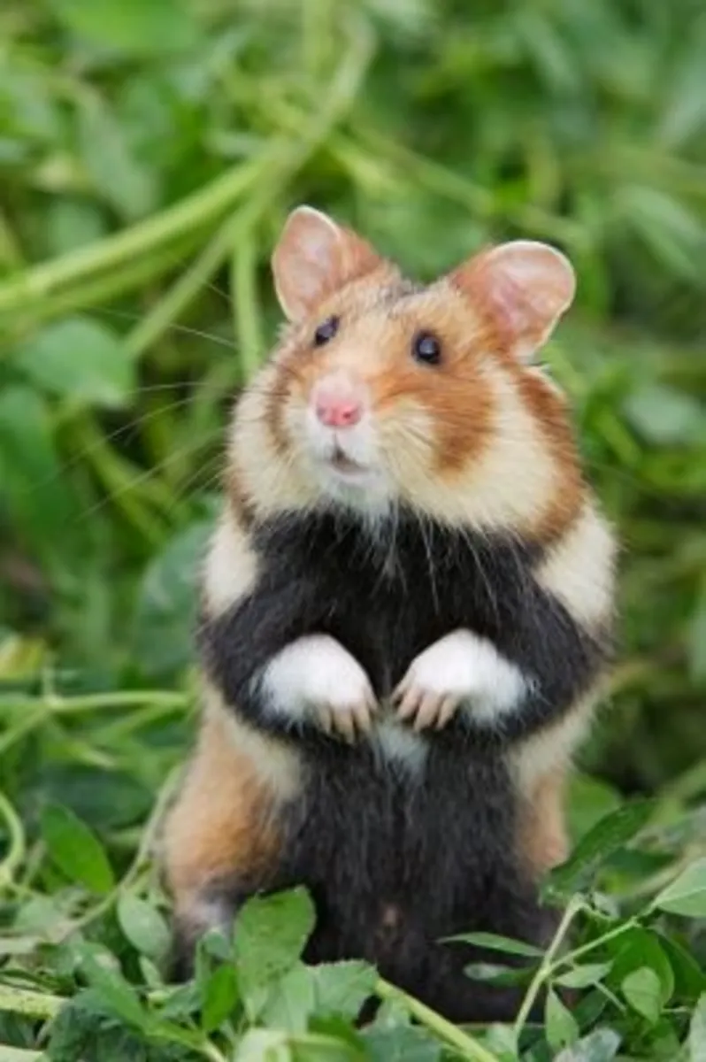 Sahiplenmeye Hazır Hamster – Sakin ve Sosyal