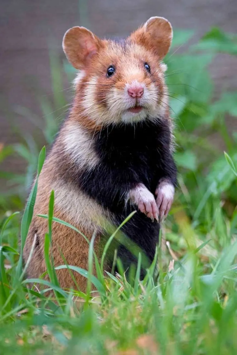 Sahiplenmeye Hazır Hamster – Sakin ve Sosyal