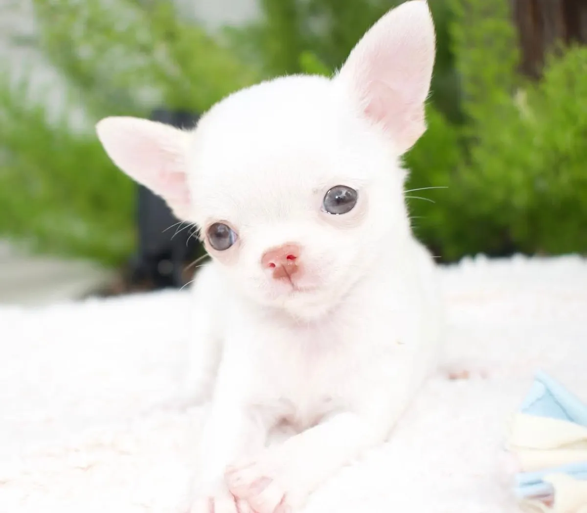 APPLE HEAD CHIHUAHUA BABIES