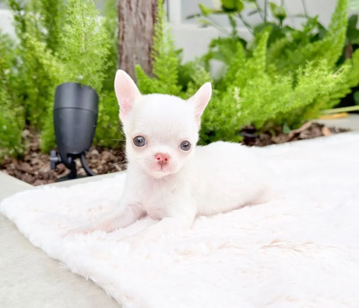 APPLE HEAD CHIHUAHUA BABIES