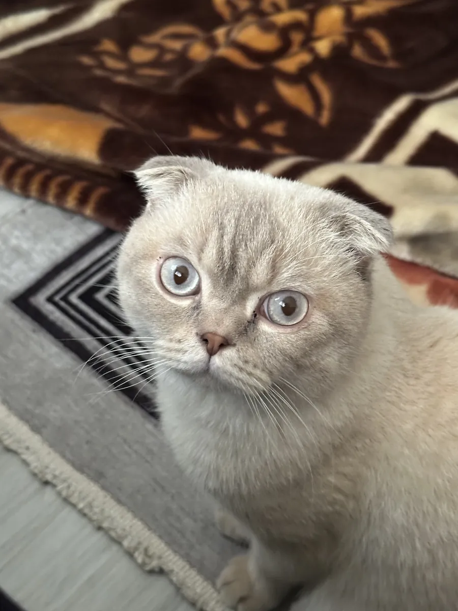 Oğlumuza dişi arıyoruz