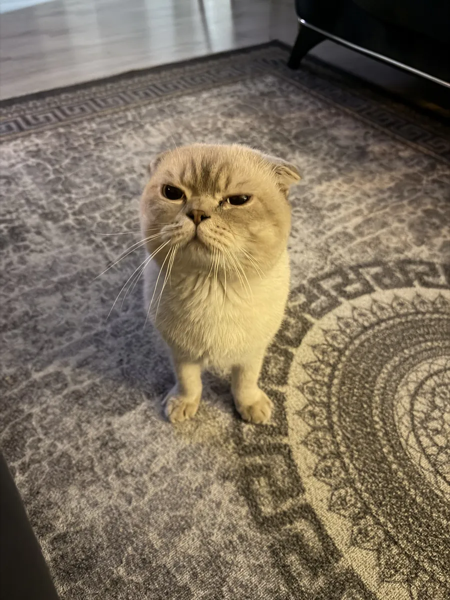 Oğlumuza dişi arıyoruz