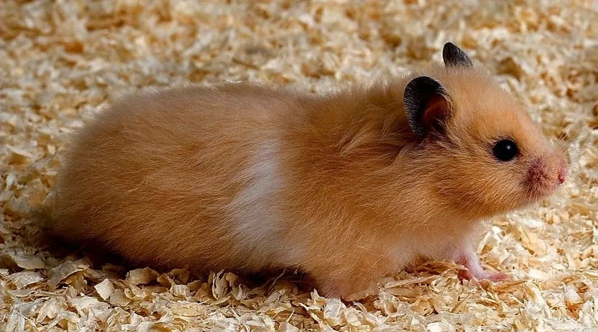 Syrian Hamster for Sale – Raised at Home