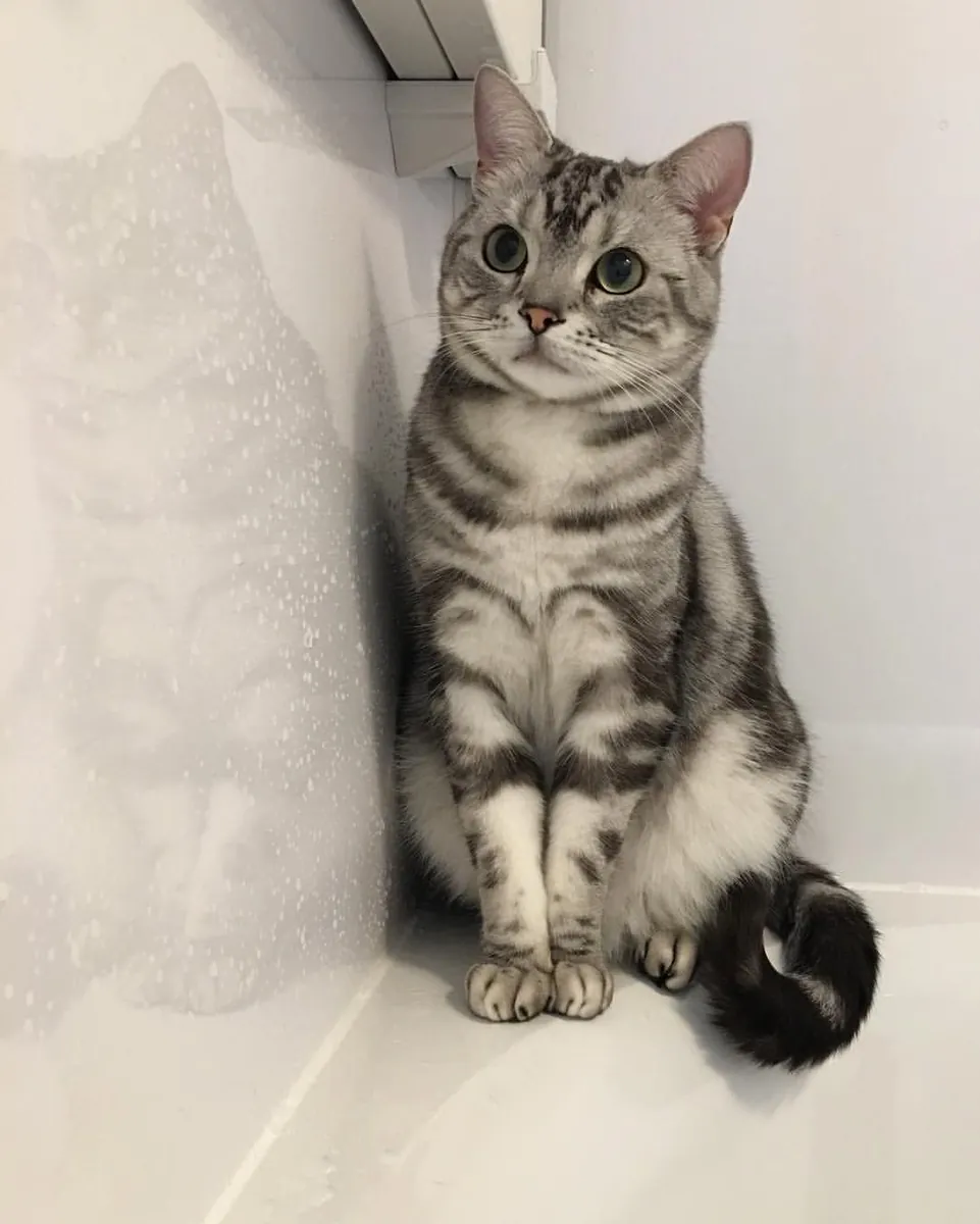 Male Domestic Shorthair Available for Mating