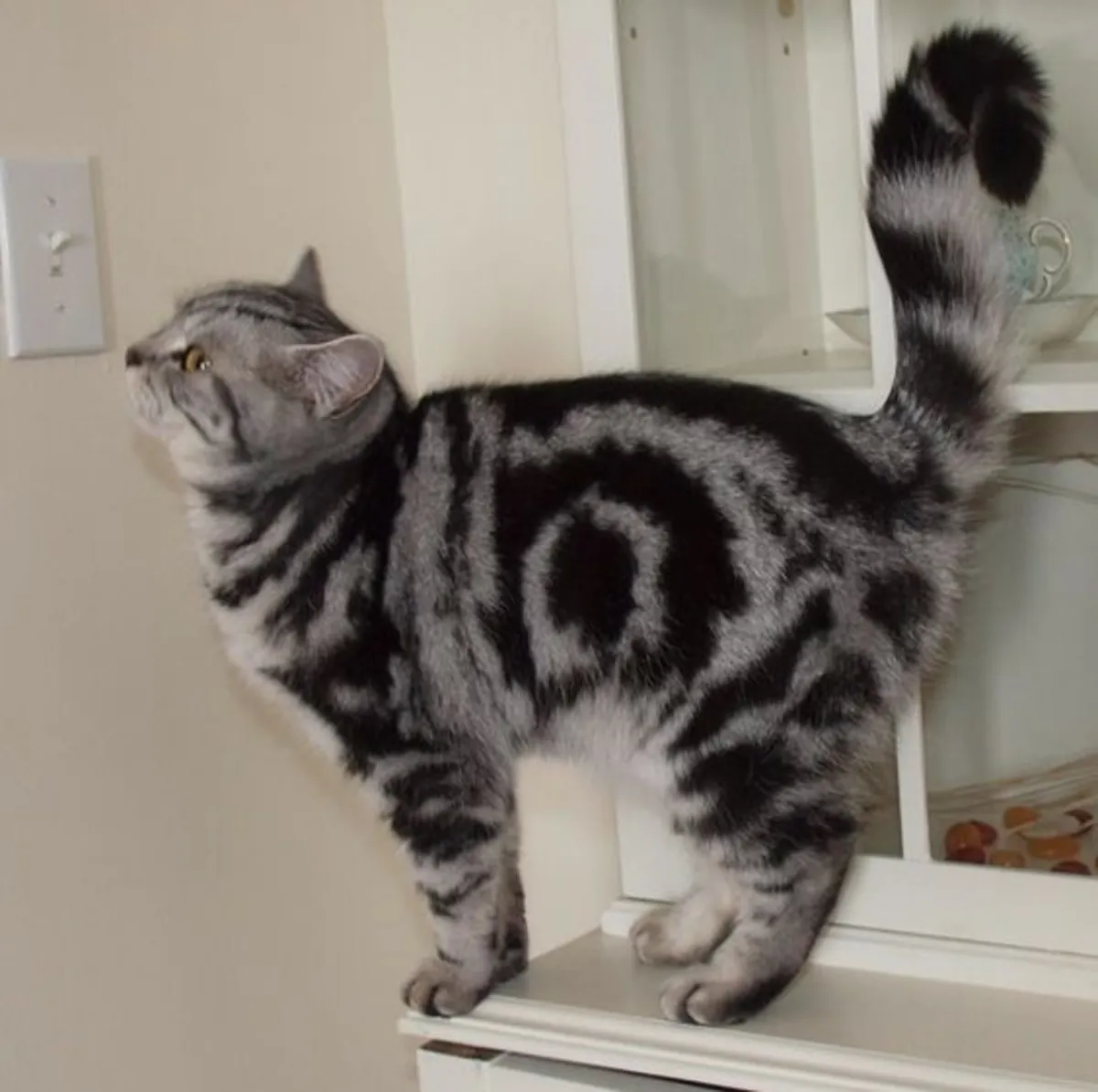 Male Domestic Shorthair Available for Mating