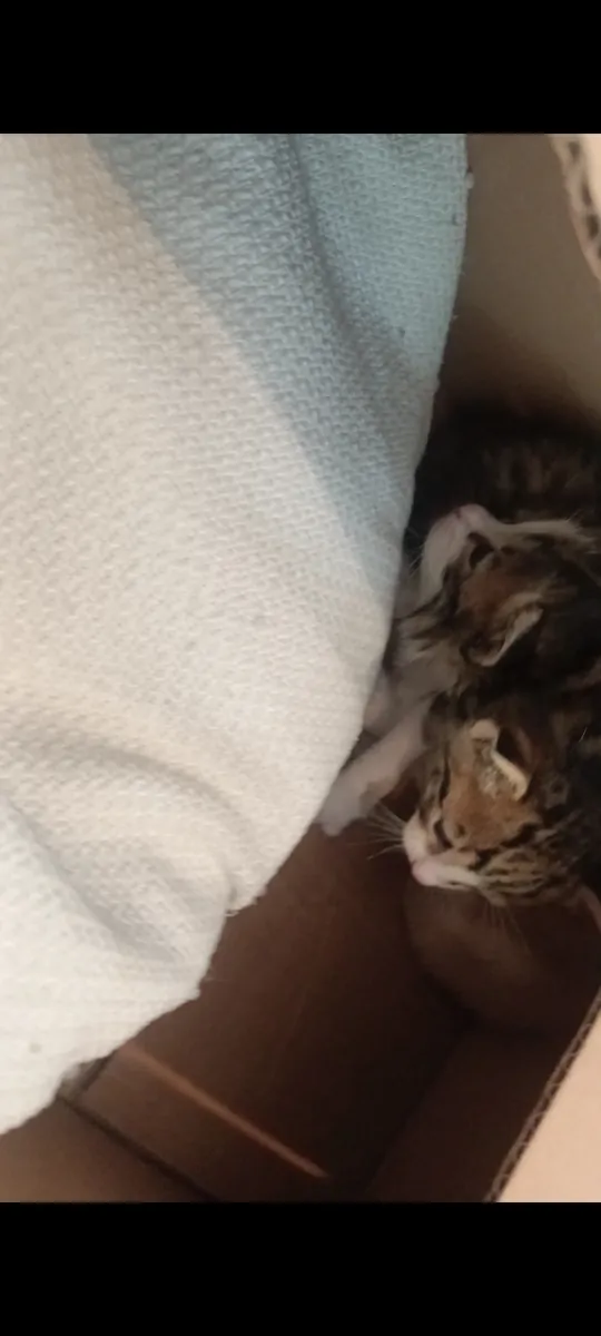 3 котенка