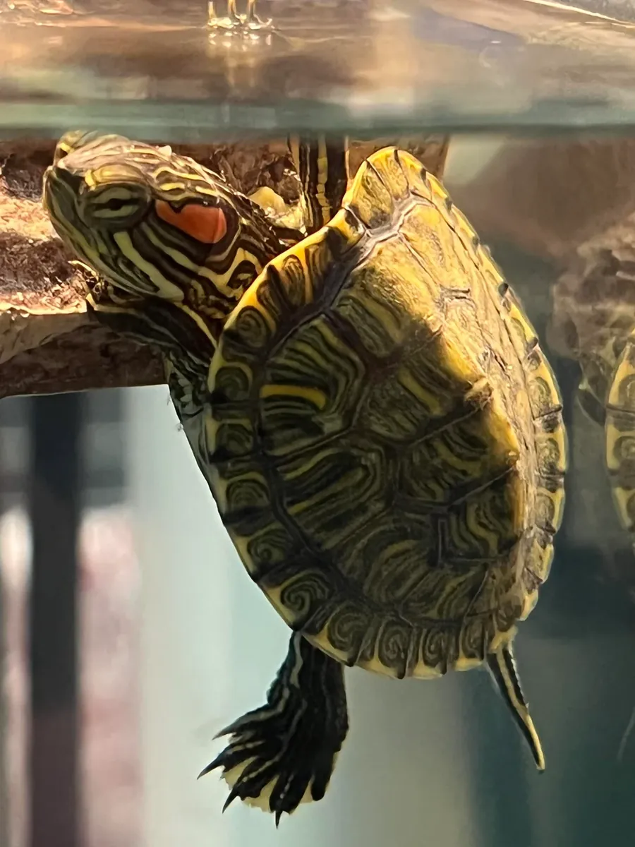 红耳龟 - 免费领养，仅限负责任的领养人