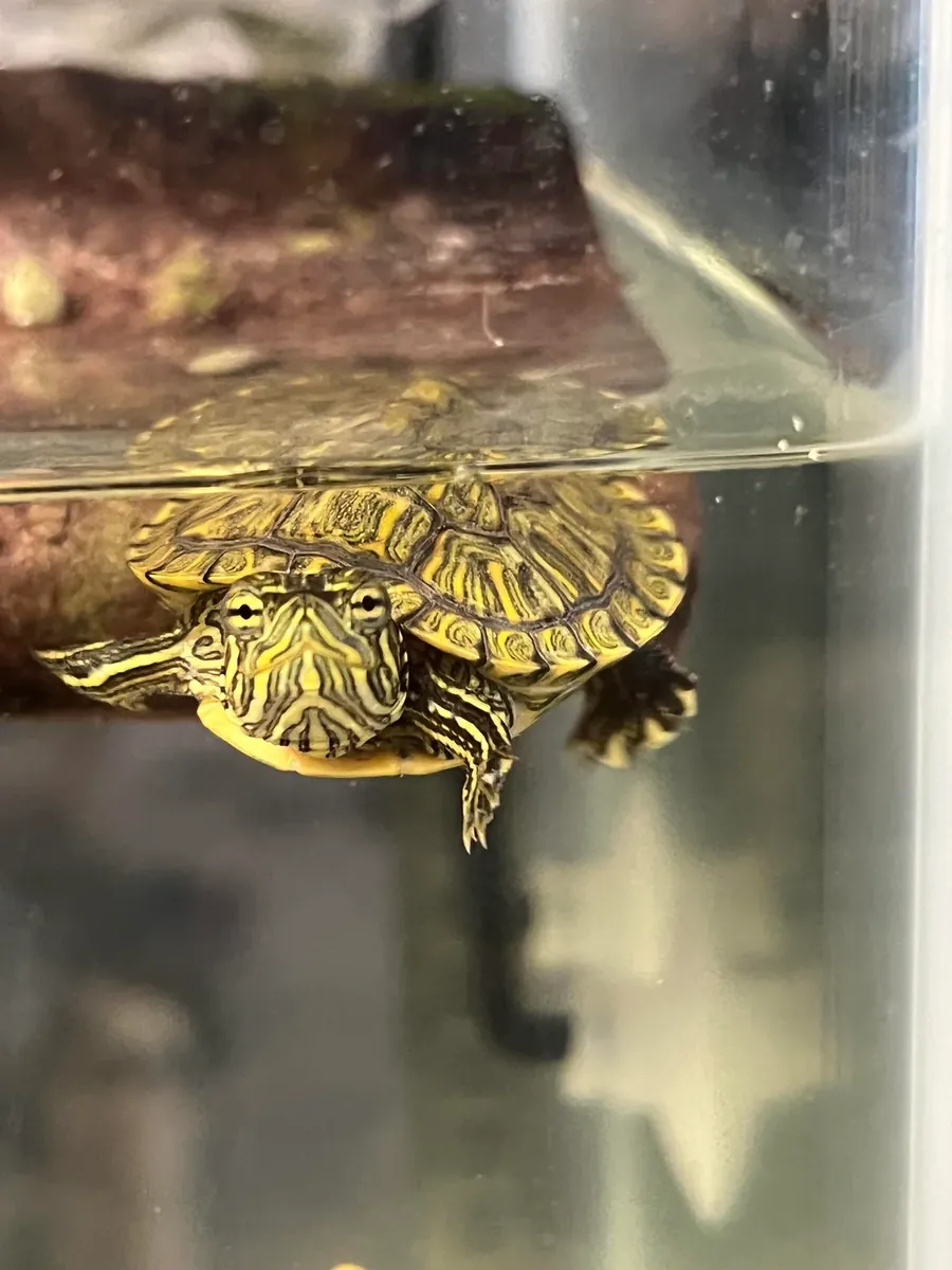 红耳龟 - 免费领养，仅限负责任的领养人