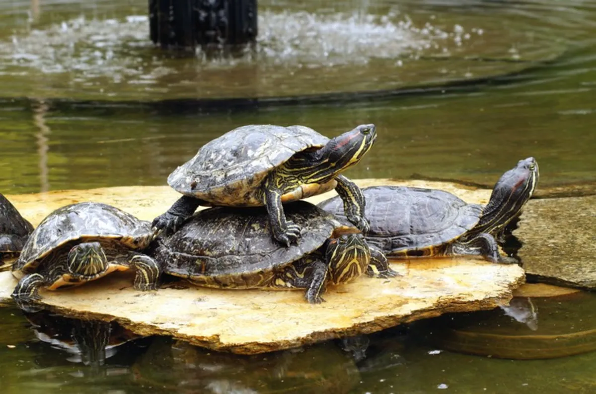 黄腹滑龟 - 毛发整洁，活泼好动（需付费）