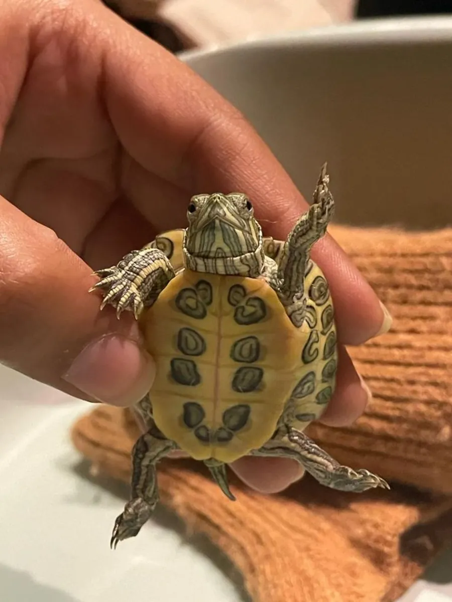 绿海龟 - 领养（免费）