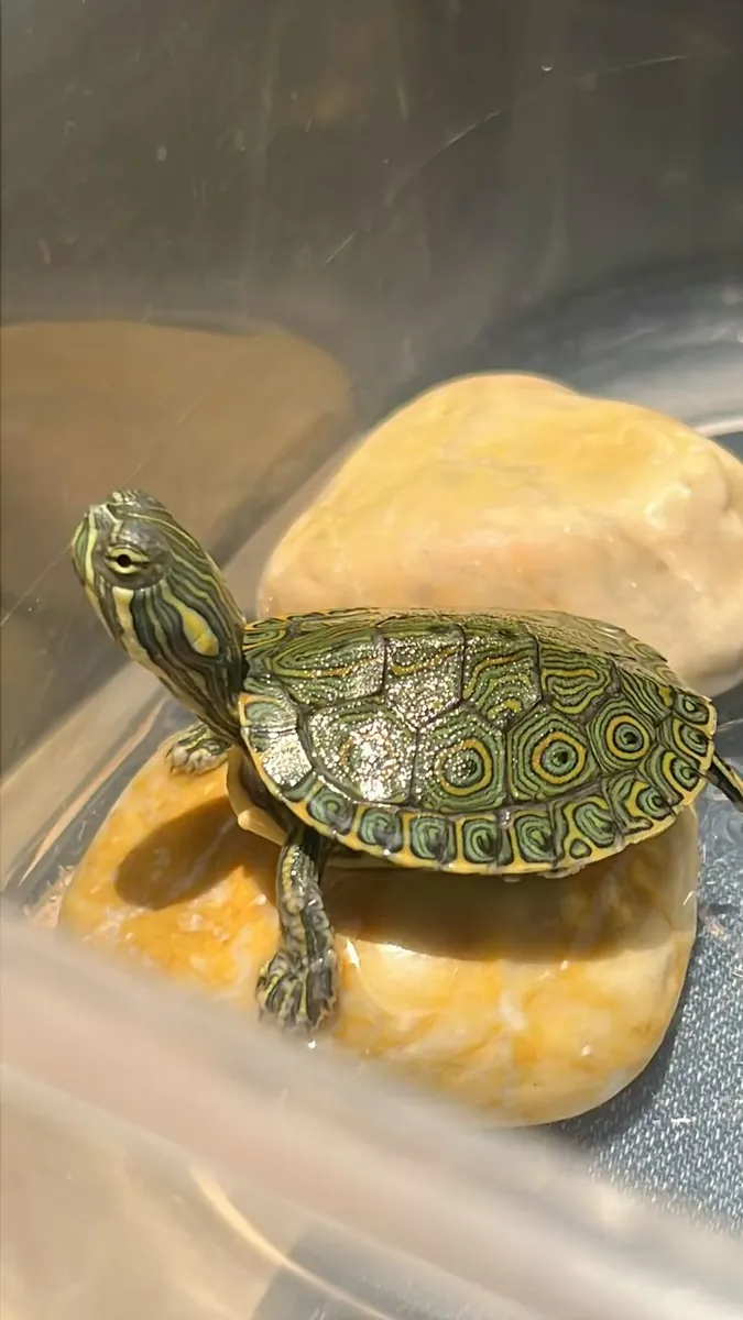 绿海龟 - 领养（免费）