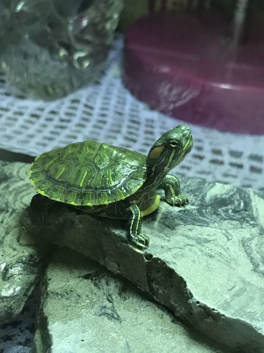 绿海龟 - 领养（免费）