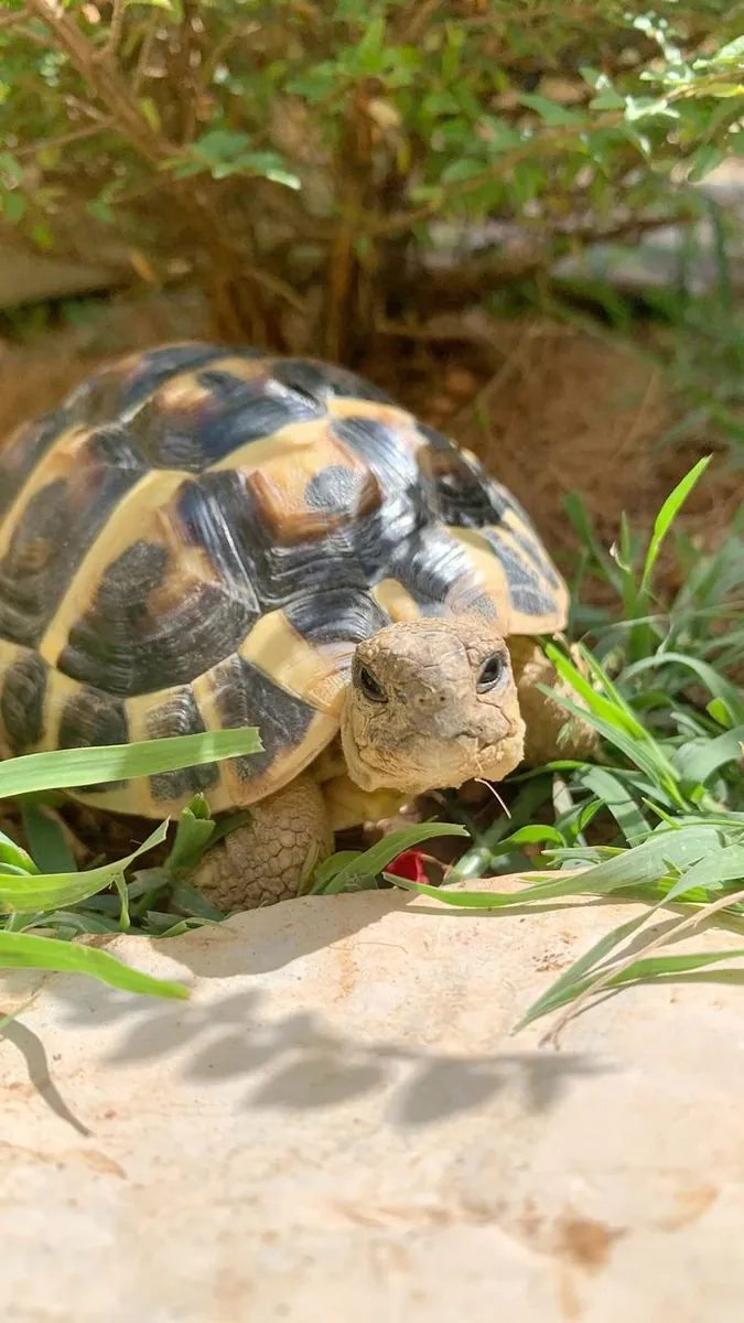 赫尔曼陆龟——性情温顺，适合家养（需付费）