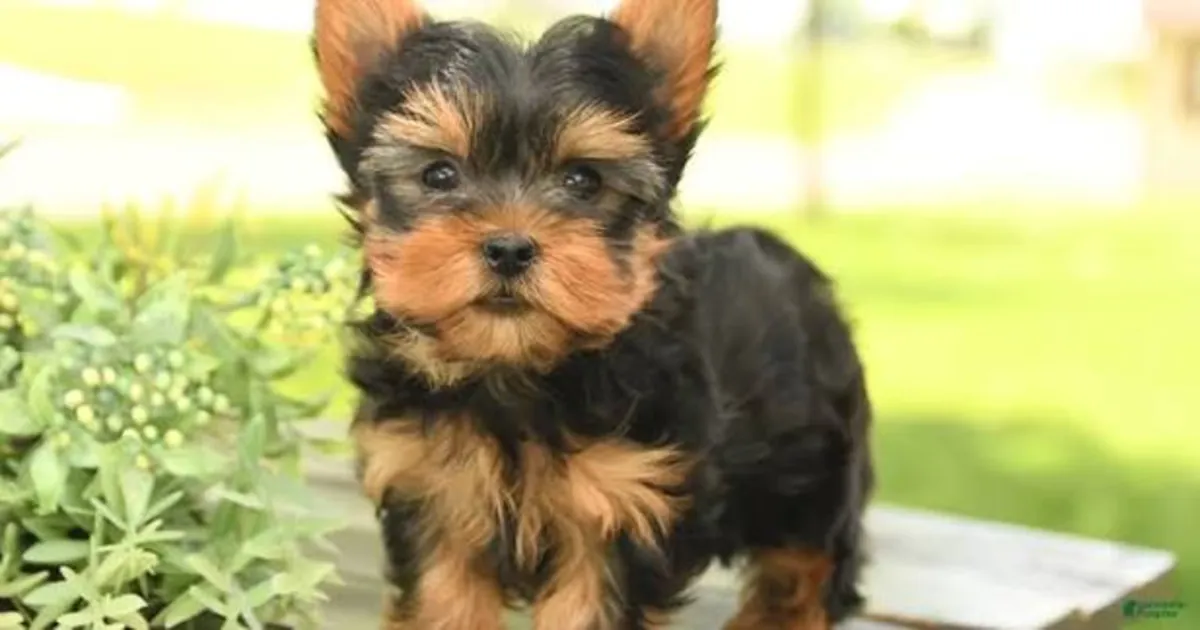 Yorkie puppies for adoption 