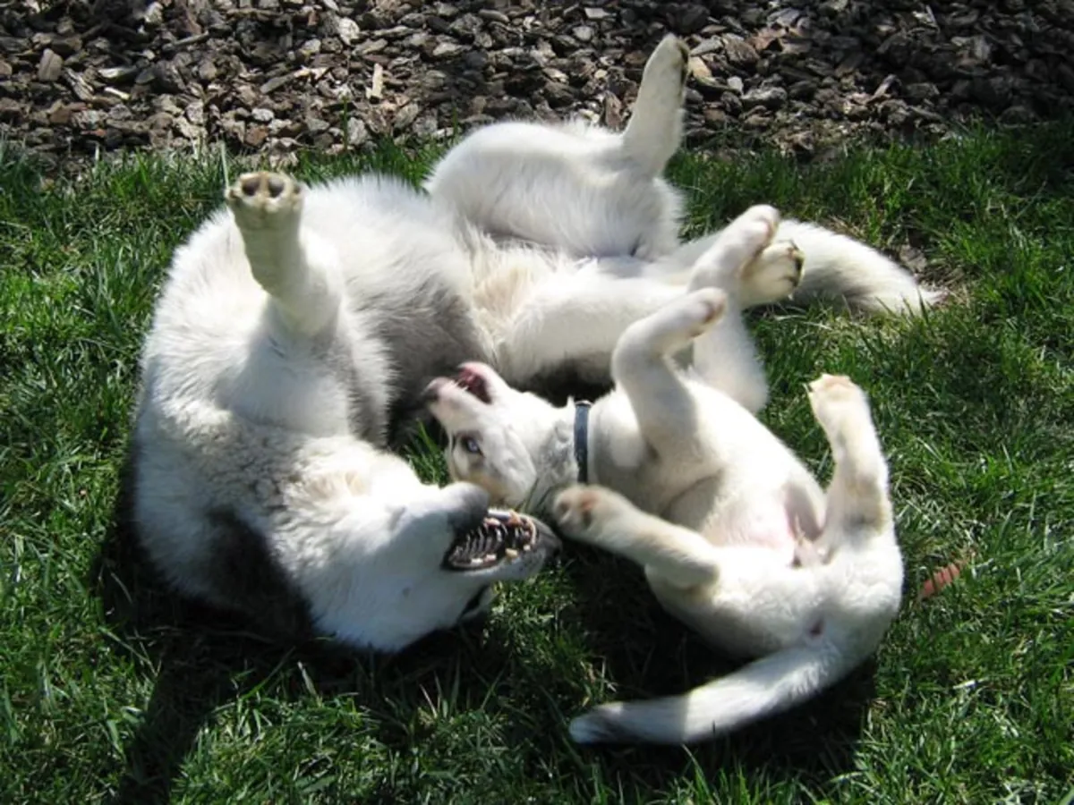 Siberian husky puppies for adoption 