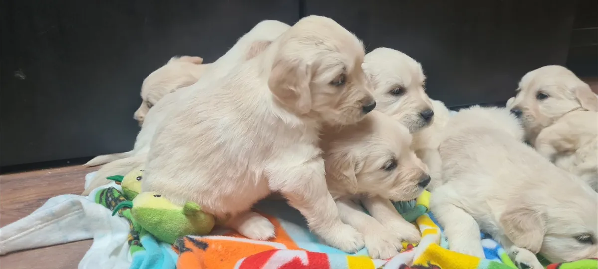 金毛寻回犬幼犬出售