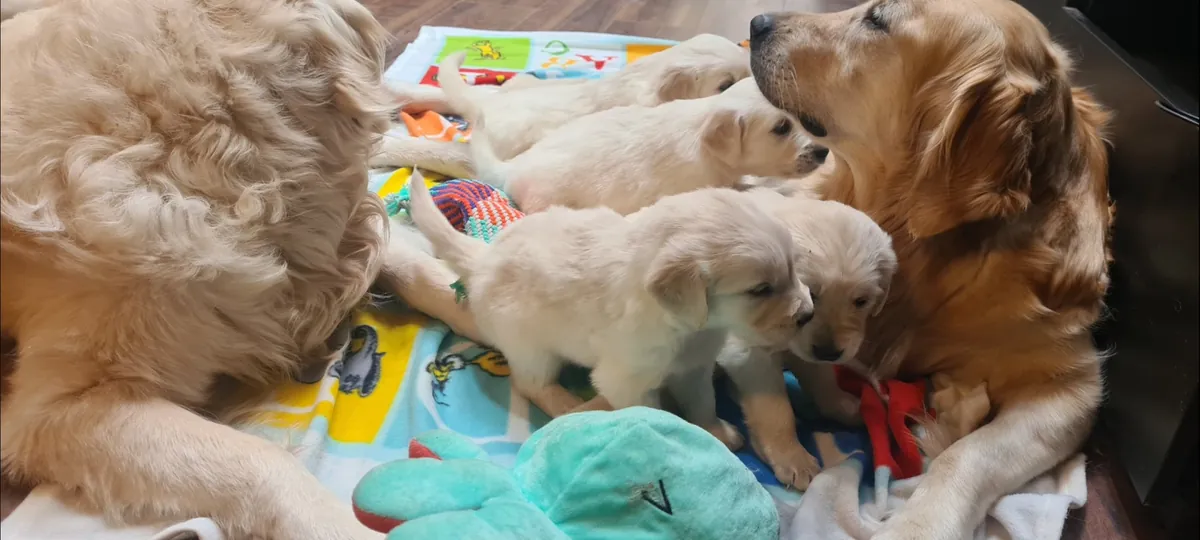 金毛寻回犬幼犬出售