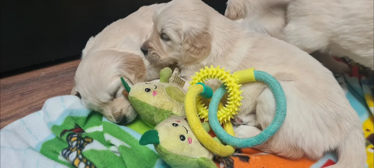 金毛寻回犬幼犬出售