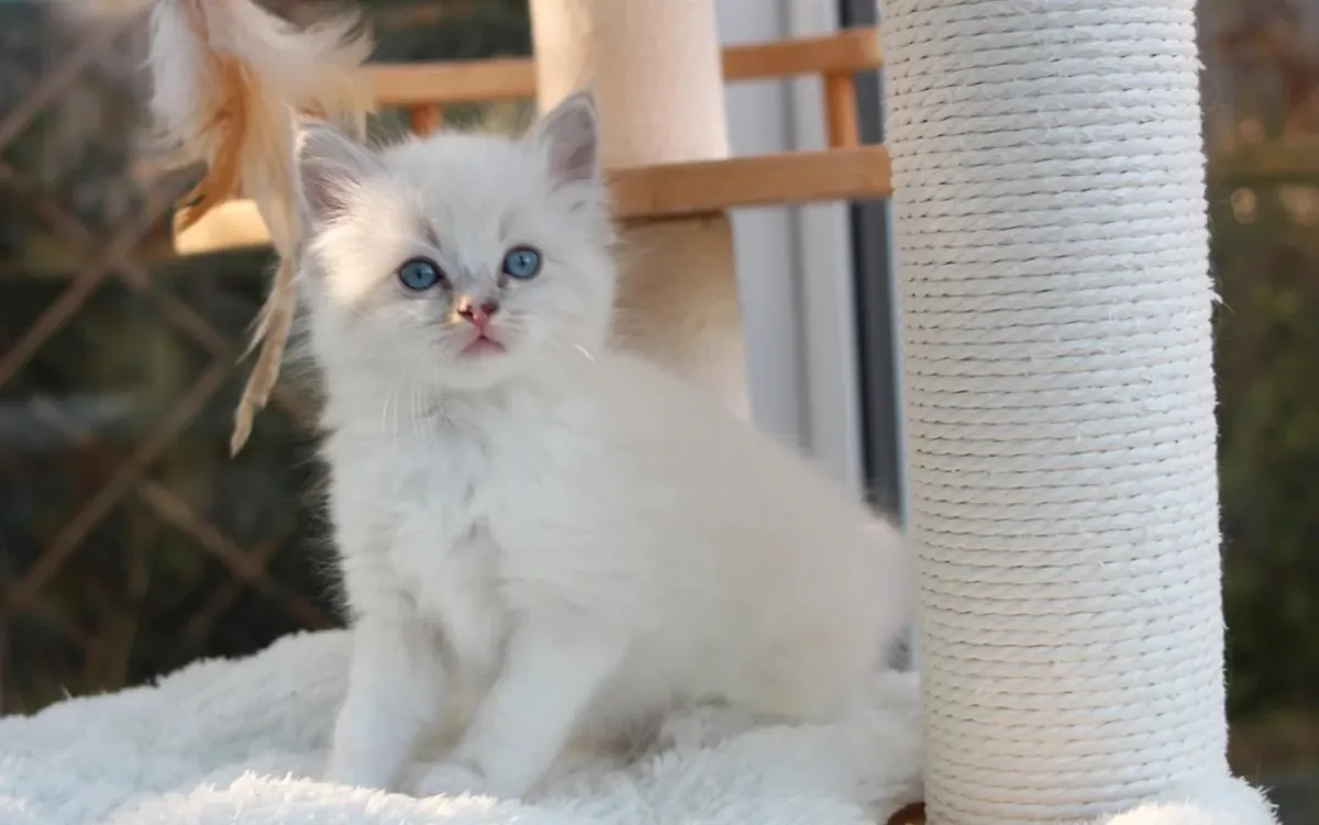 608只布偶猫幼崽可立即领养