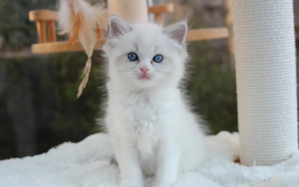 608只布偶猫幼崽可立即领养
