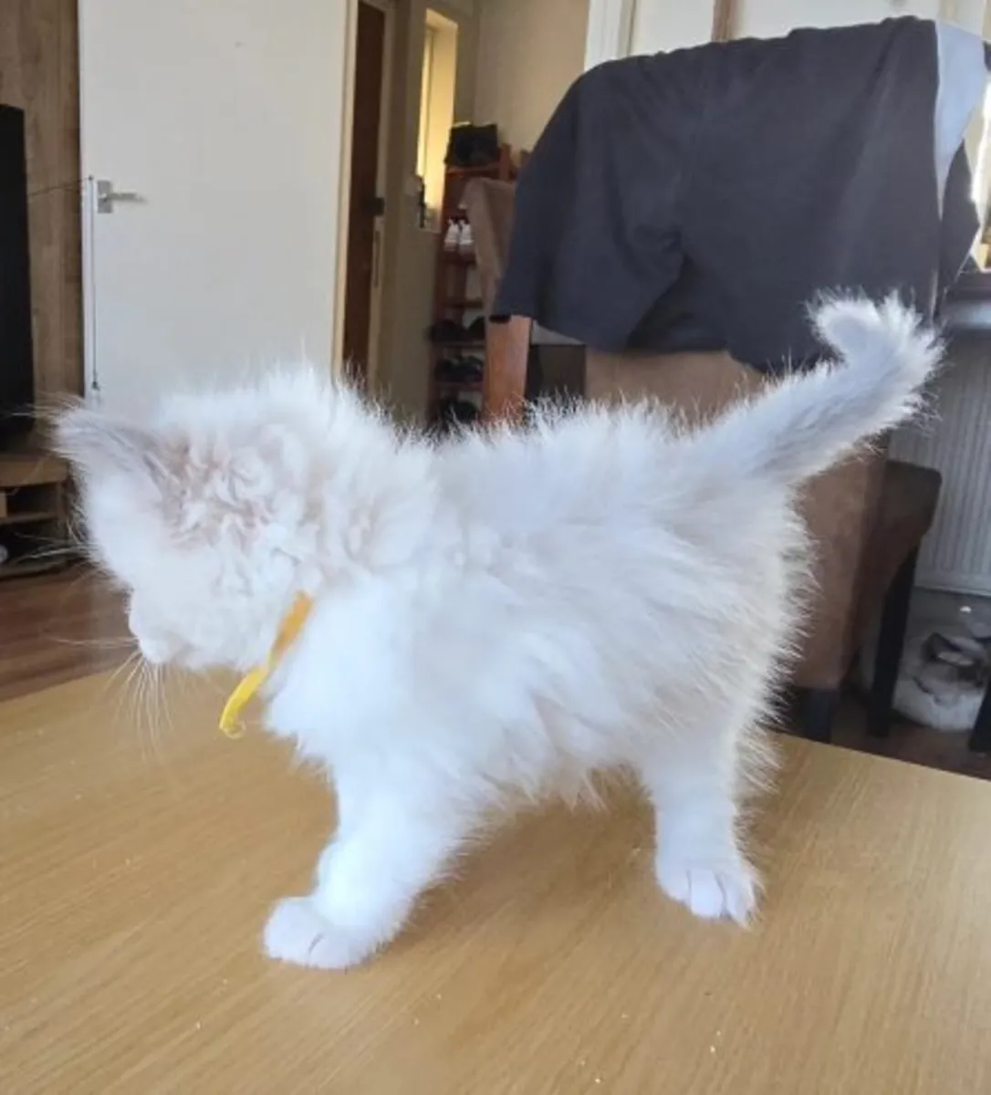 608只布偶猫幼崽可立即领养