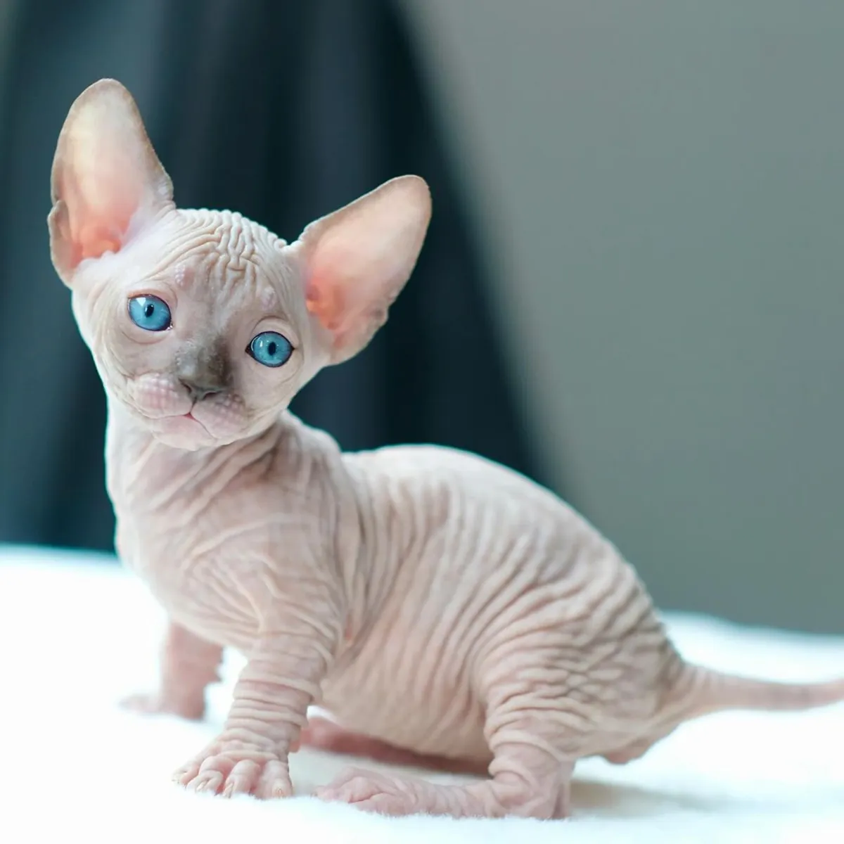 Chatons Sphynx exceptionnels maintenant disponibles