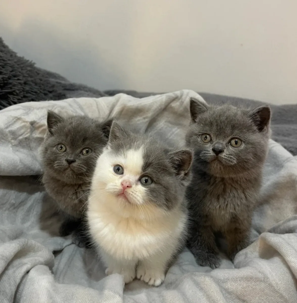 Güzel, güçlü İngiliz Shorthair yavru kedileri 🐈