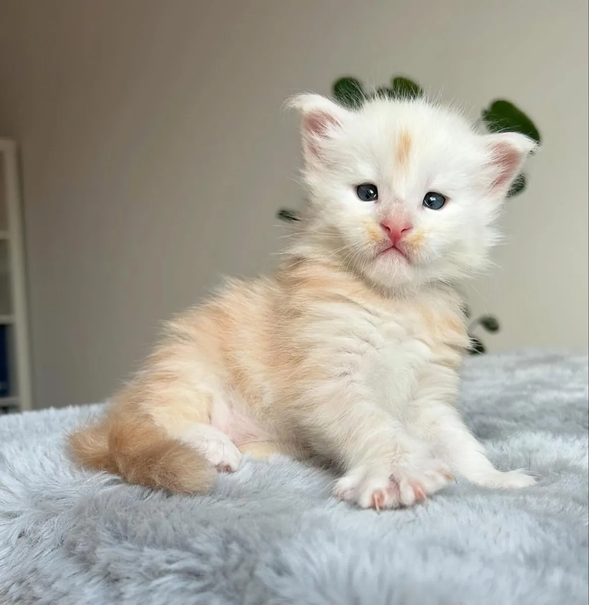 Maine Coon enregistré (TICA)
