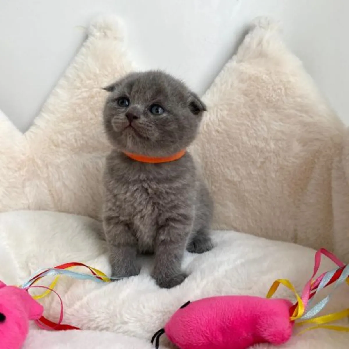 Adorables chatons Scottish Fold Tica