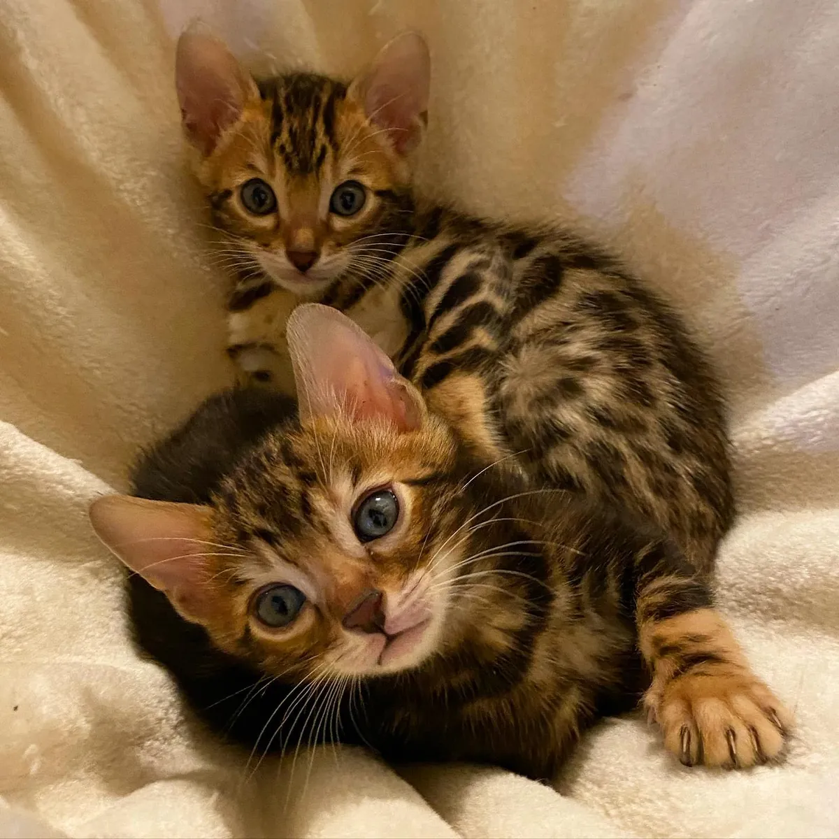 Chatons Bengal maintenant disponibles