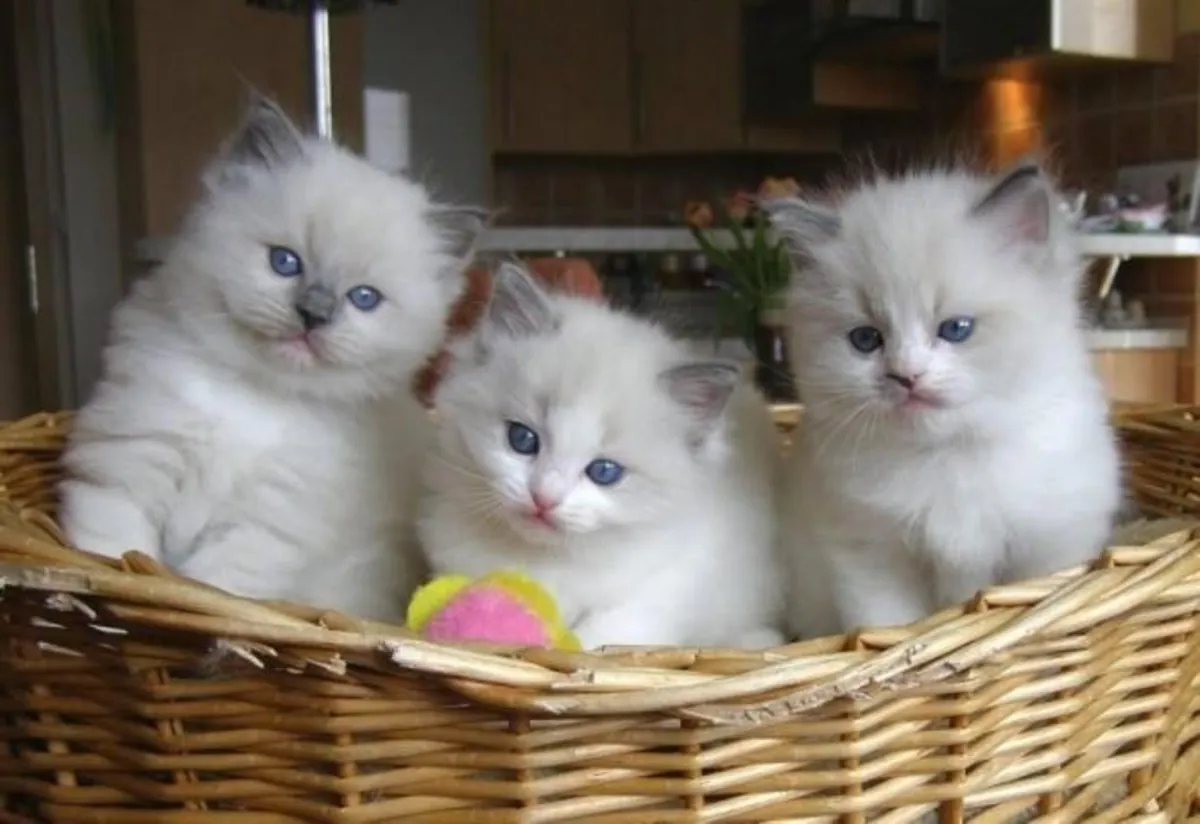 Ragdoll kittens te koop