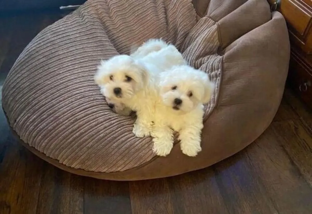 Minik Oyuncak Maltese Yavruları