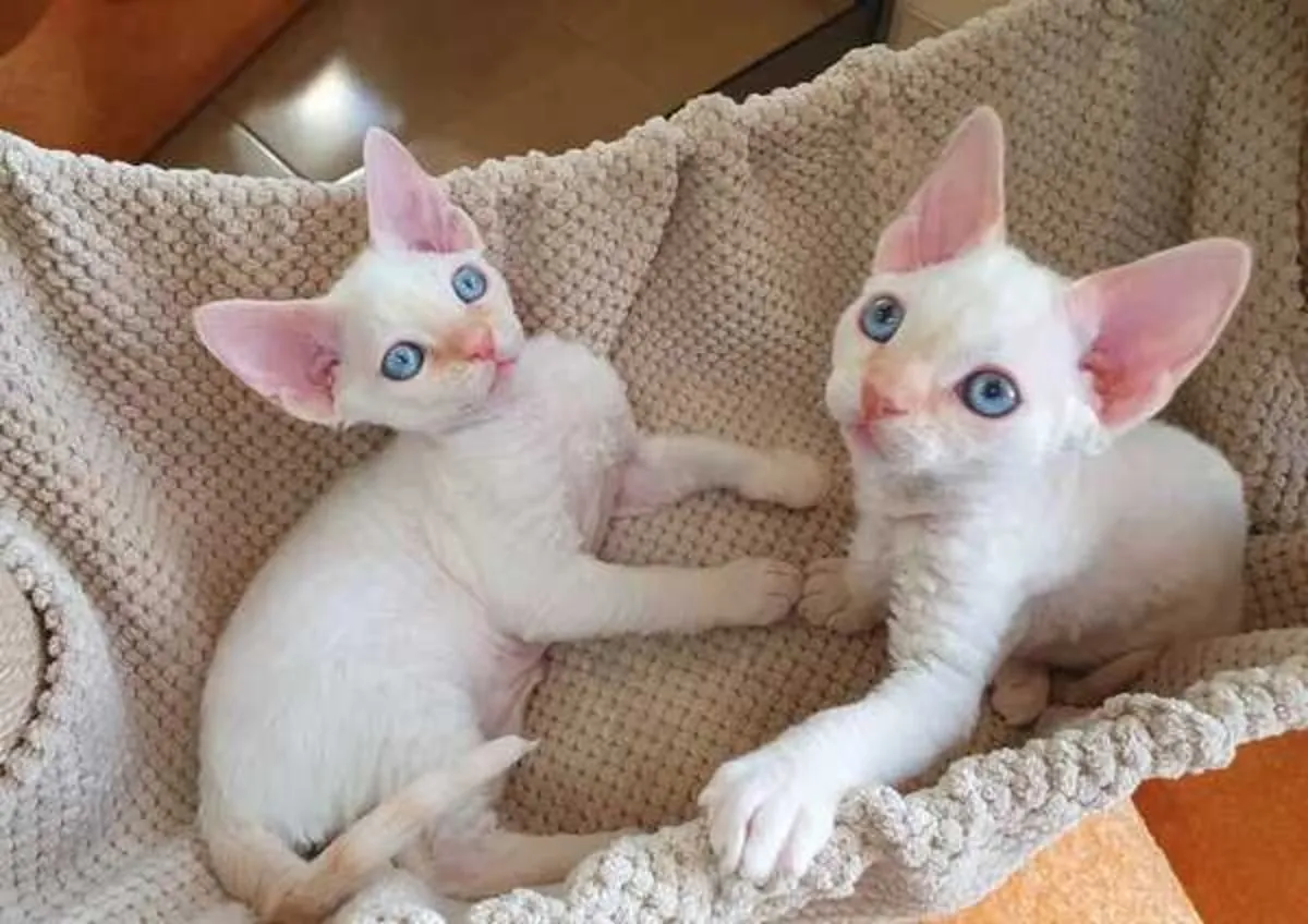Chatons Devon Rex disponibles dès maintenant
