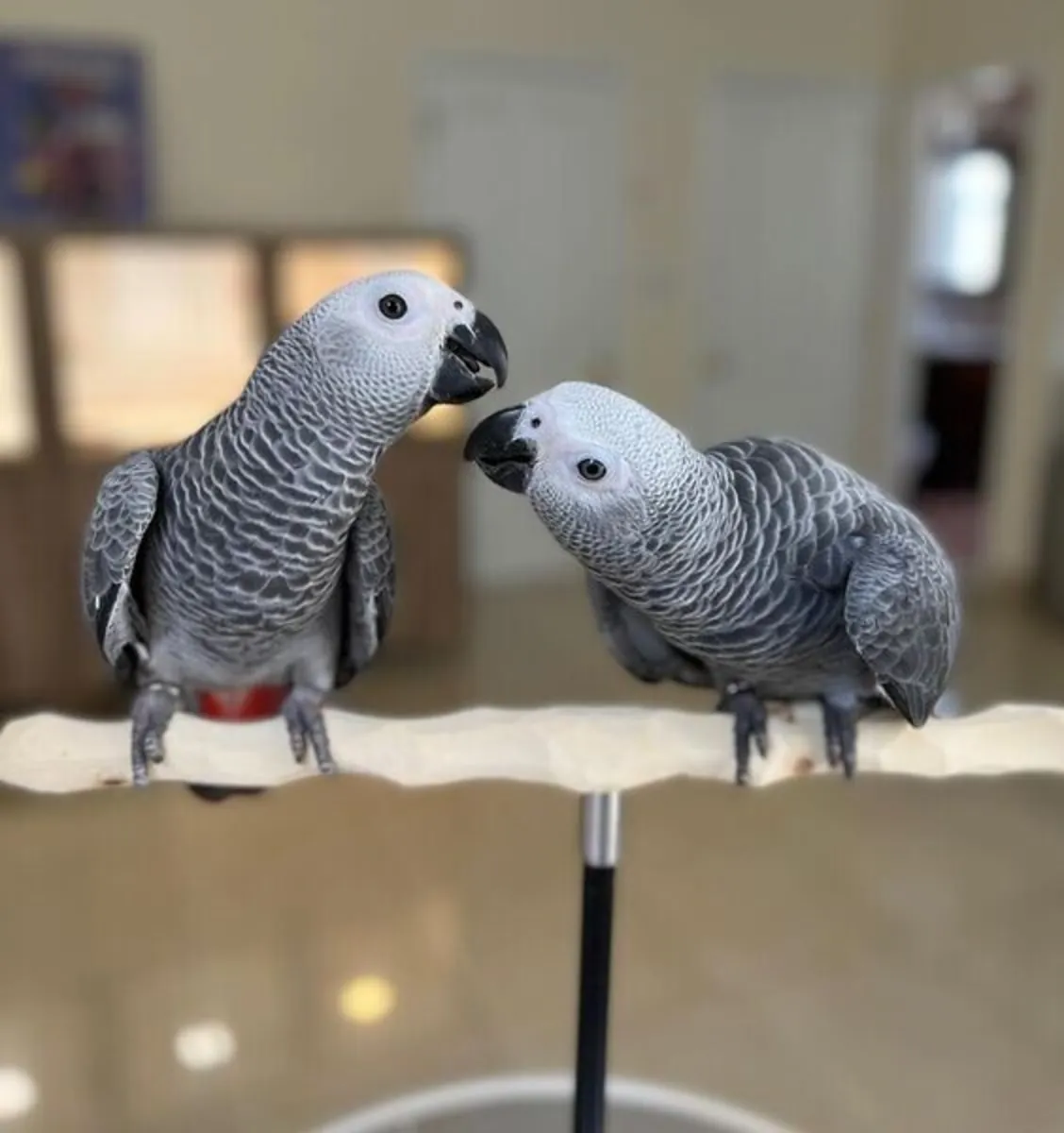Perroquets gris d'Afrique parlants à vendre dès maintenant