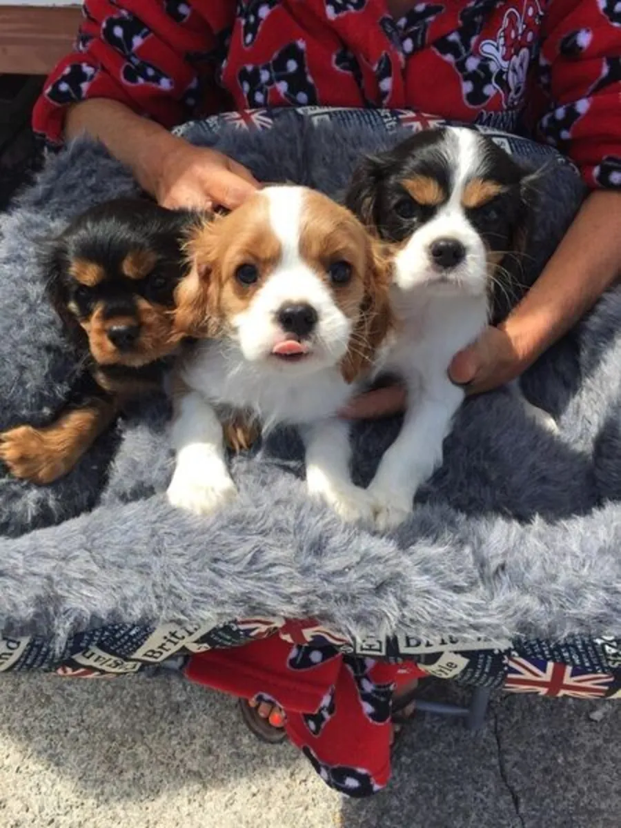 Chiots Cavalier King Charles Spaniel disponibles