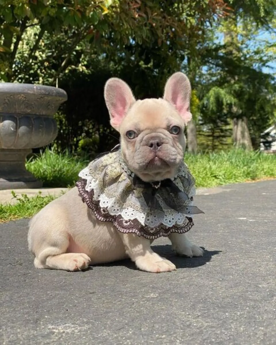 Fransız Bulldog Yavruları şimdi satışta
