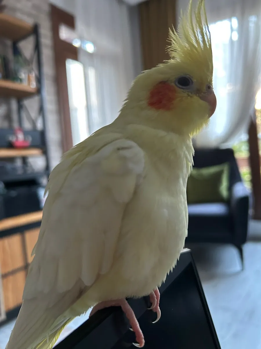 Remy est porté disparu et fait l'objet de recherches.